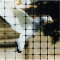 Bird-X Bird-X NET-STR-200 BirdNet Structural Heavy 1/2 Black Mesh 200 Ft x 14 Ft NET-STR-200